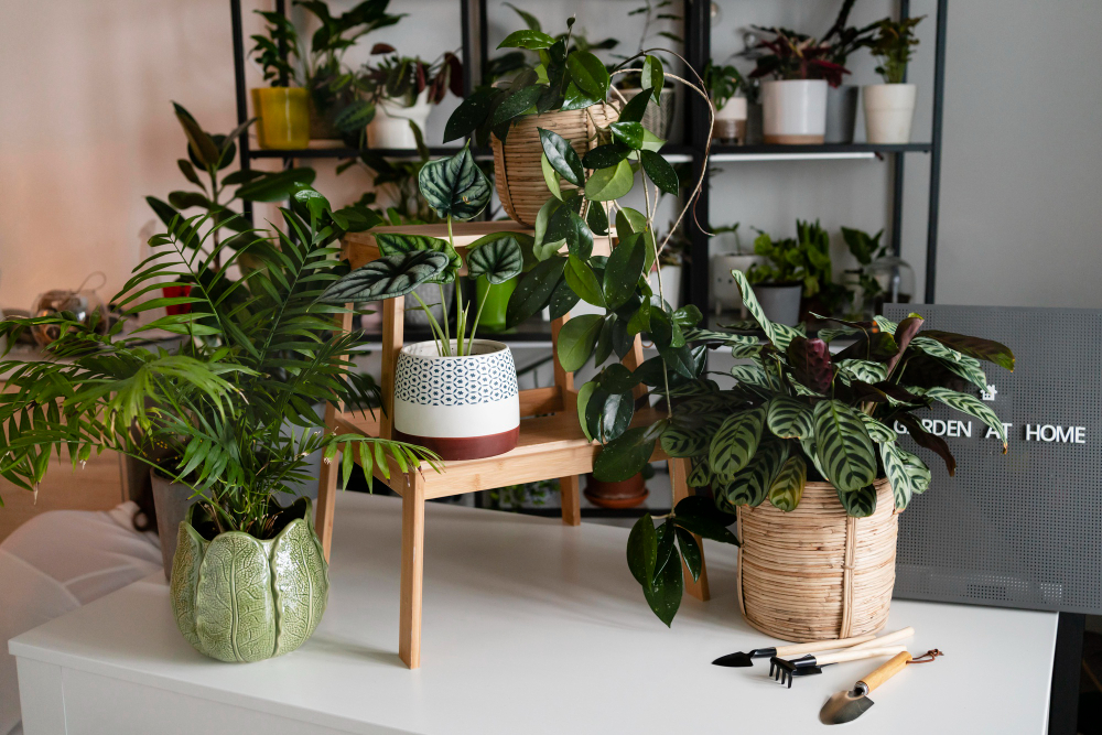Decorate-Your-Shelves-With-House-Plants